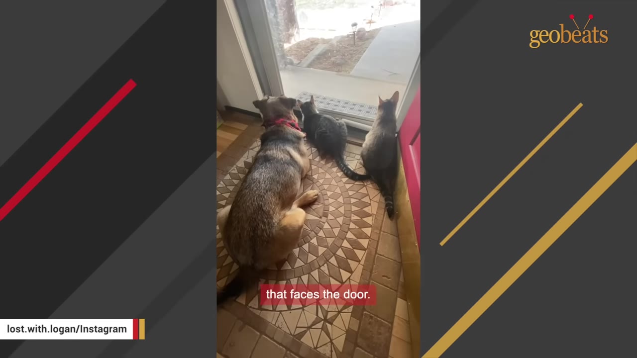 A dog and two cats sit side-by-side on a patterned rug, looking out a glass door.