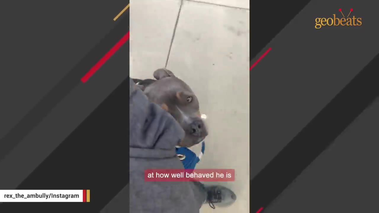 A gray pit bull mix looks up attentively at its owner while walking on a leash outdoors on a sidewalk.