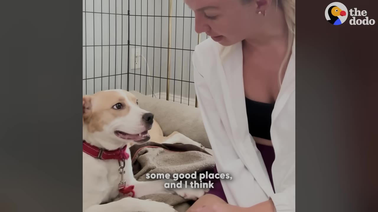 A tan and white dog wearing a red collar looks up affectionately at a blonde woman in a white jacket who is smiling down at her.