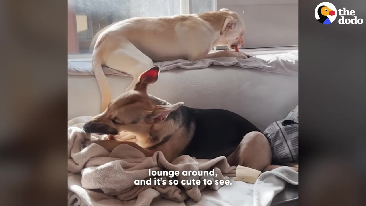 A light-colored dog and a German Shepherd mix dog lounging together on a couch and chewing on toys.