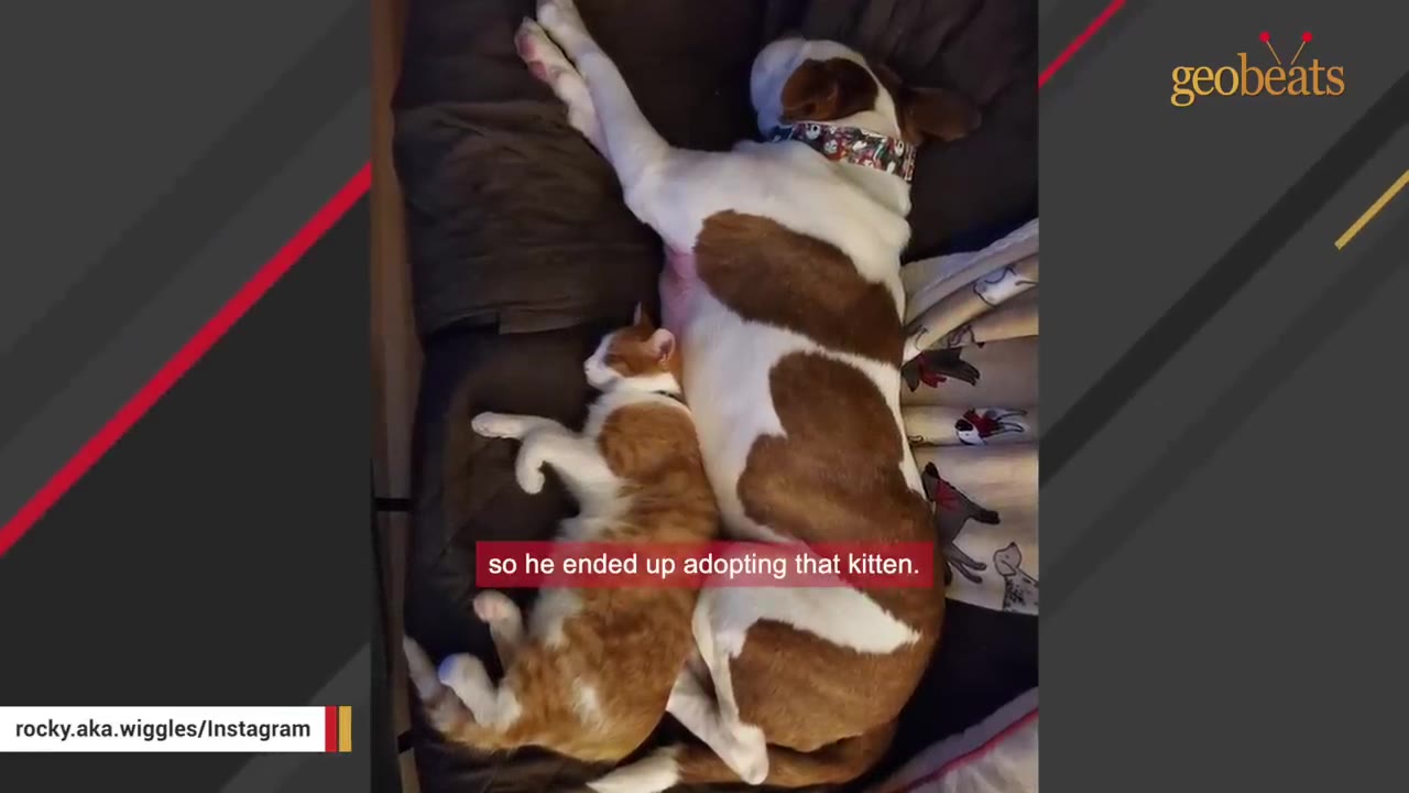 An orange and white kitten sleeping side-by-side with a brown and white dog on a dark bed.