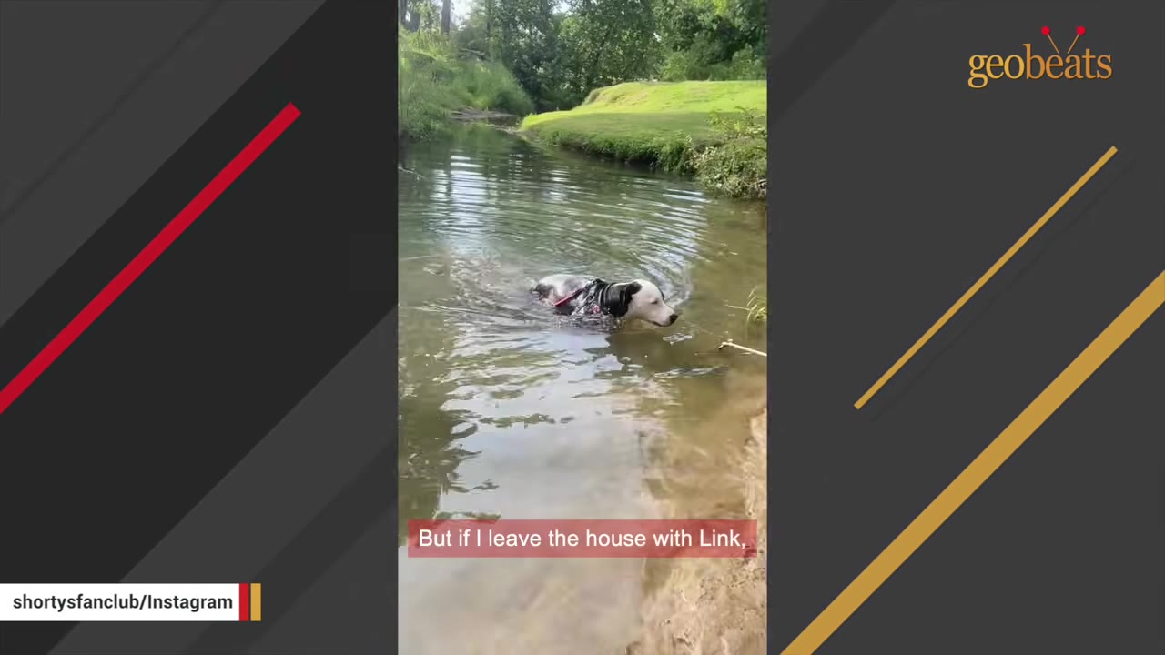 A black and white dog swims in a shallow, calm creek surrounded by green grassy banks.