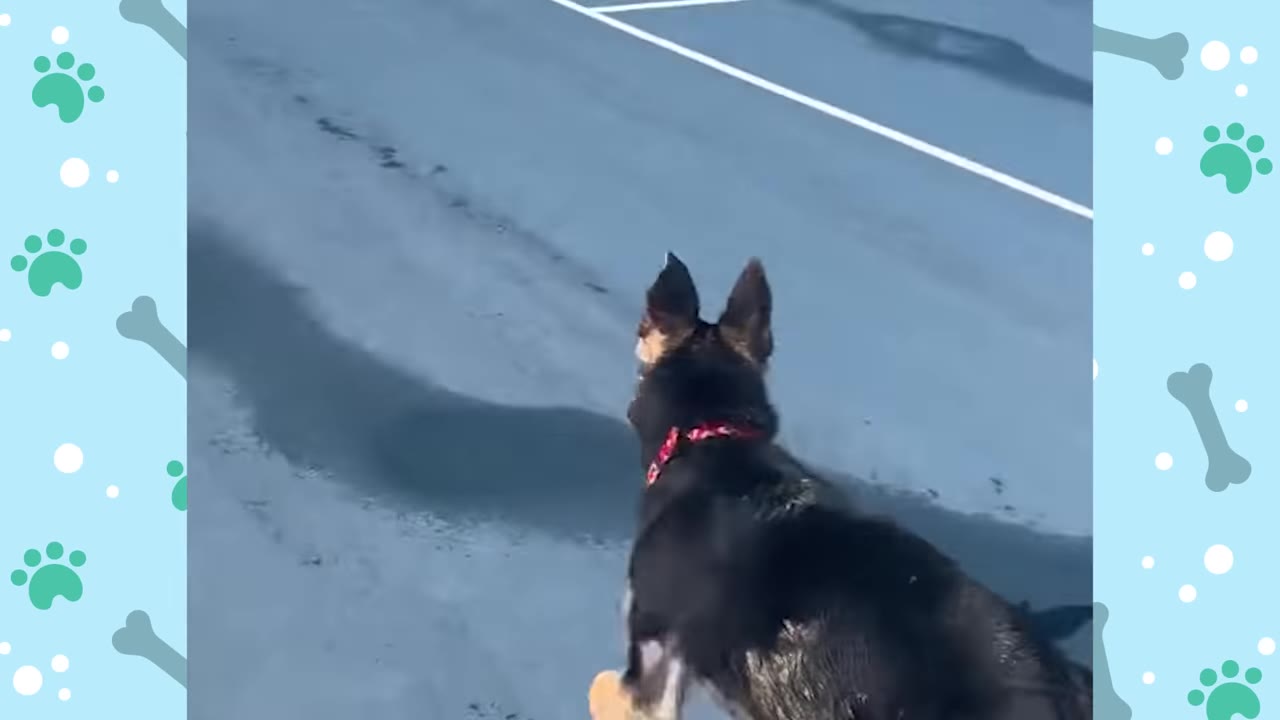 A German Shepherd dog wearing a red collar runs across a blue outdoor court.