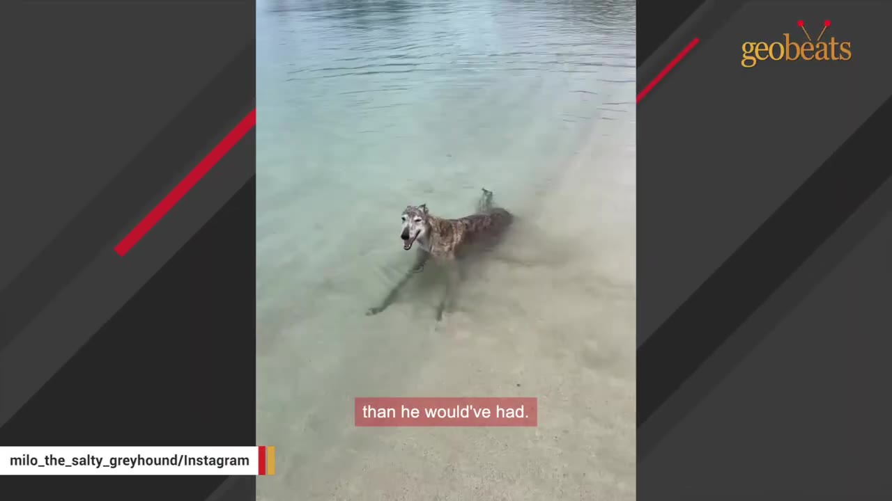 A brindle greyhound dog lying down in shallow, clear ocean water near a sandy beach.