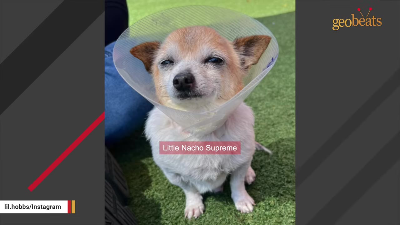 A small, senior Chihuahua-mix dog wearing a plastic protective cone sits on green grass.