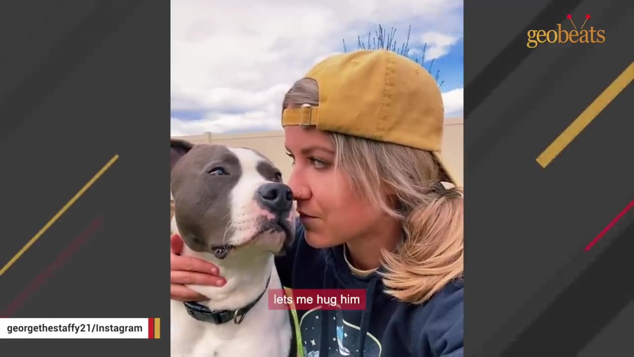 A close-up of a woman wearing a yellow cap looking affectionately at a grey and white Staffordshire Bull Terrier outdoors.