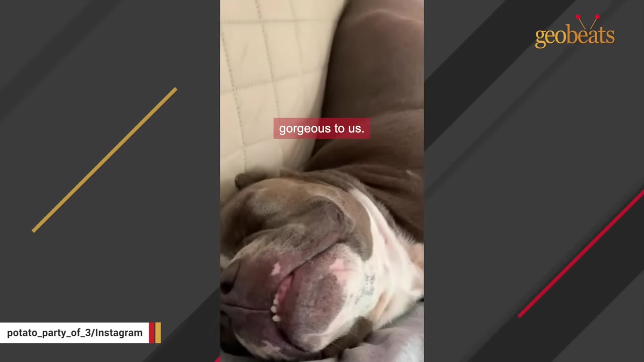 A close-up of a grey and white dog sleeping peacefully on a couch.