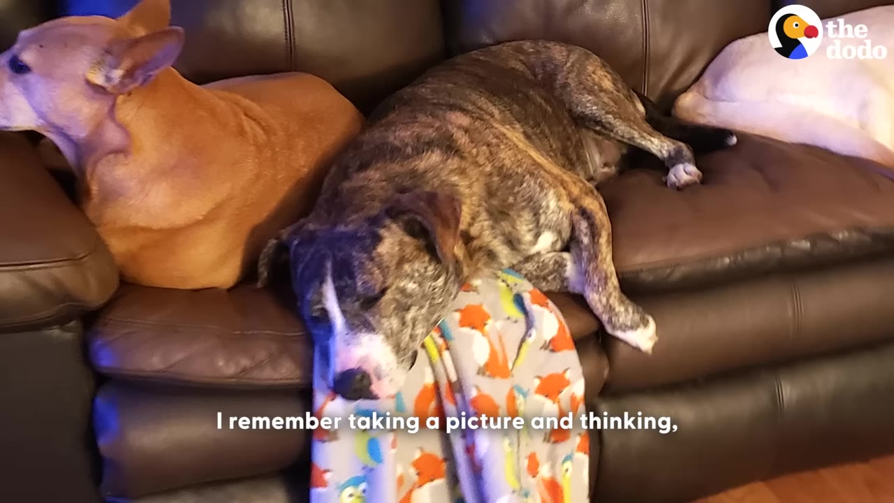 A brindle dog sleeps peacefully on a brown leather couch next to another light brown dog, resting its head on a colorful blanket with fox patterns.