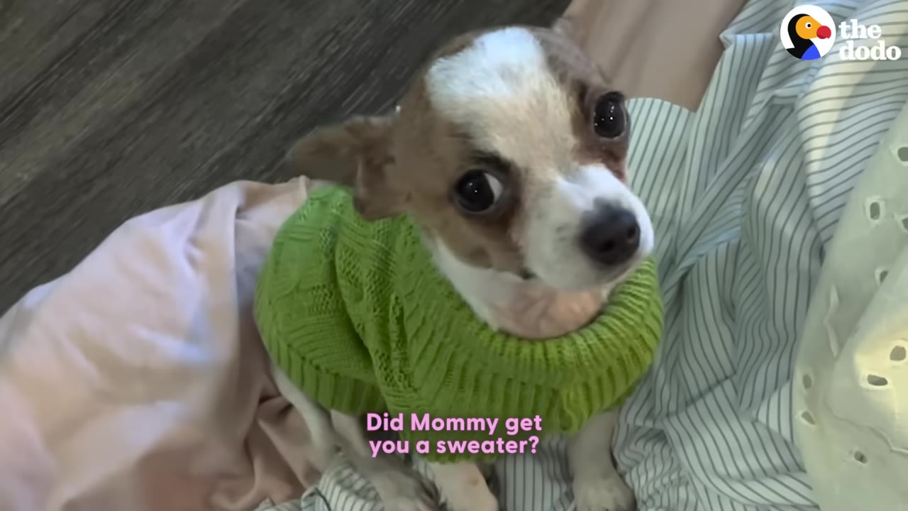 A small brown and white Chihuahua wearing a bright green knit sweater looks up at the camera with wide, dark eyes.