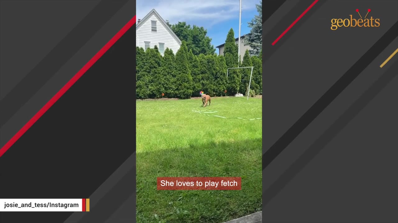 A brown dog running across a green grassy backyard with a colorful toy in its mouth.
