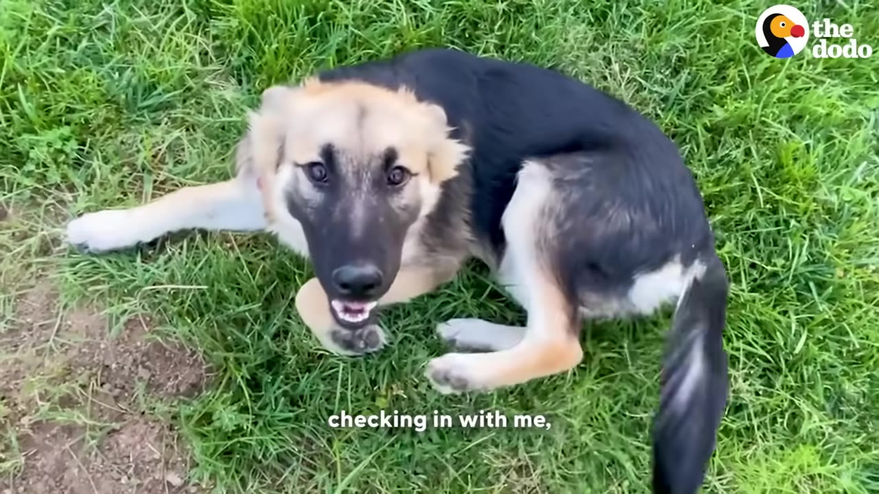 A German Shepherd mix dog lies on green grass, looking up at the camera with an open mouth.