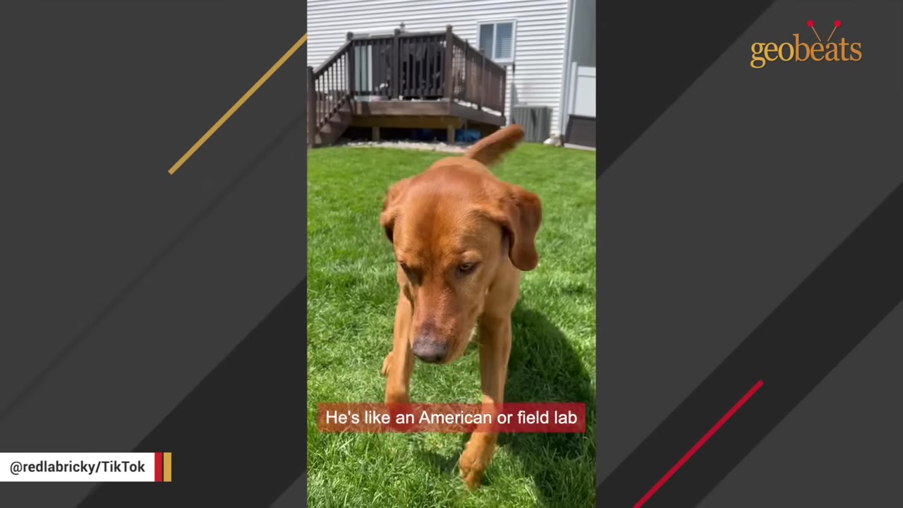 A reddish-brown American Labrador Retriever walking on a green lawn with a house in the background.