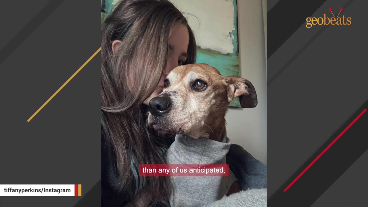 A brown and white dog wearing a grey sweater is being hugged closely by a woman with long brown hair.