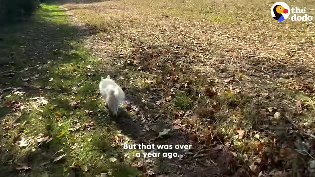 A small white dog walks away along a grassy path next to a field, with the subtitle 'But that was over a year ago.'