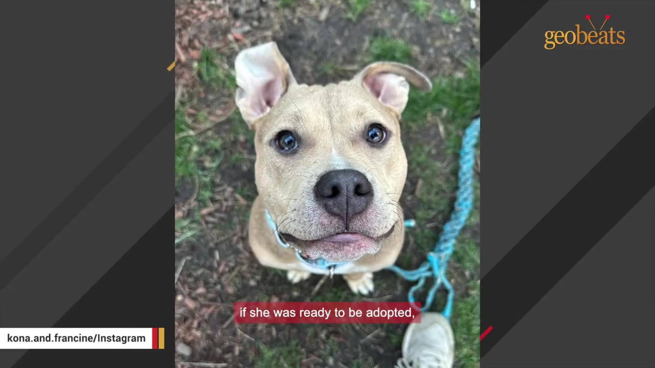 A close-up shot of a light brown puppy looking directly up at the camera with floppy ears, wearing a blue collar and leash.