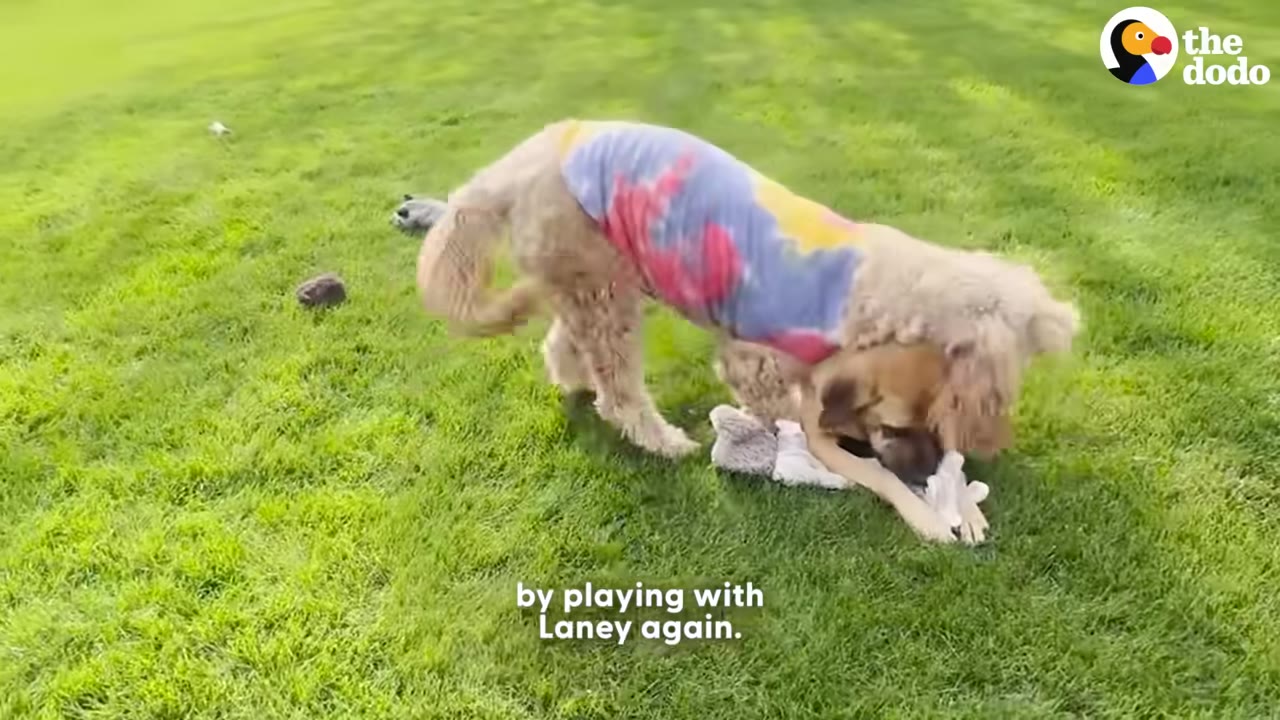 A fluffy golden dog wearing a colorful tie-dye shirt plays with another brown dog on a green grassy lawn.