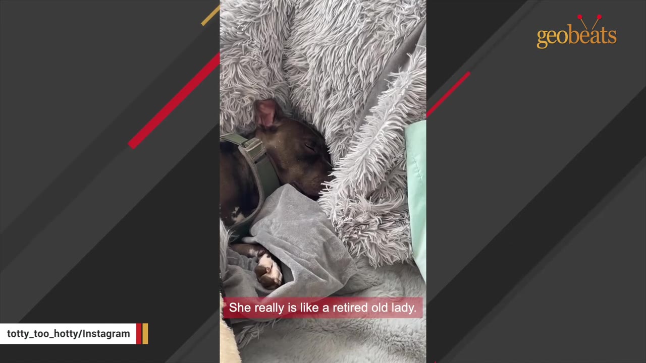 A small dark-colored dog wearing a green harness sleeps peacefully nestled in a fluffy grey blanket, with a subtitle that reads 'She really is like a retired old lady.'