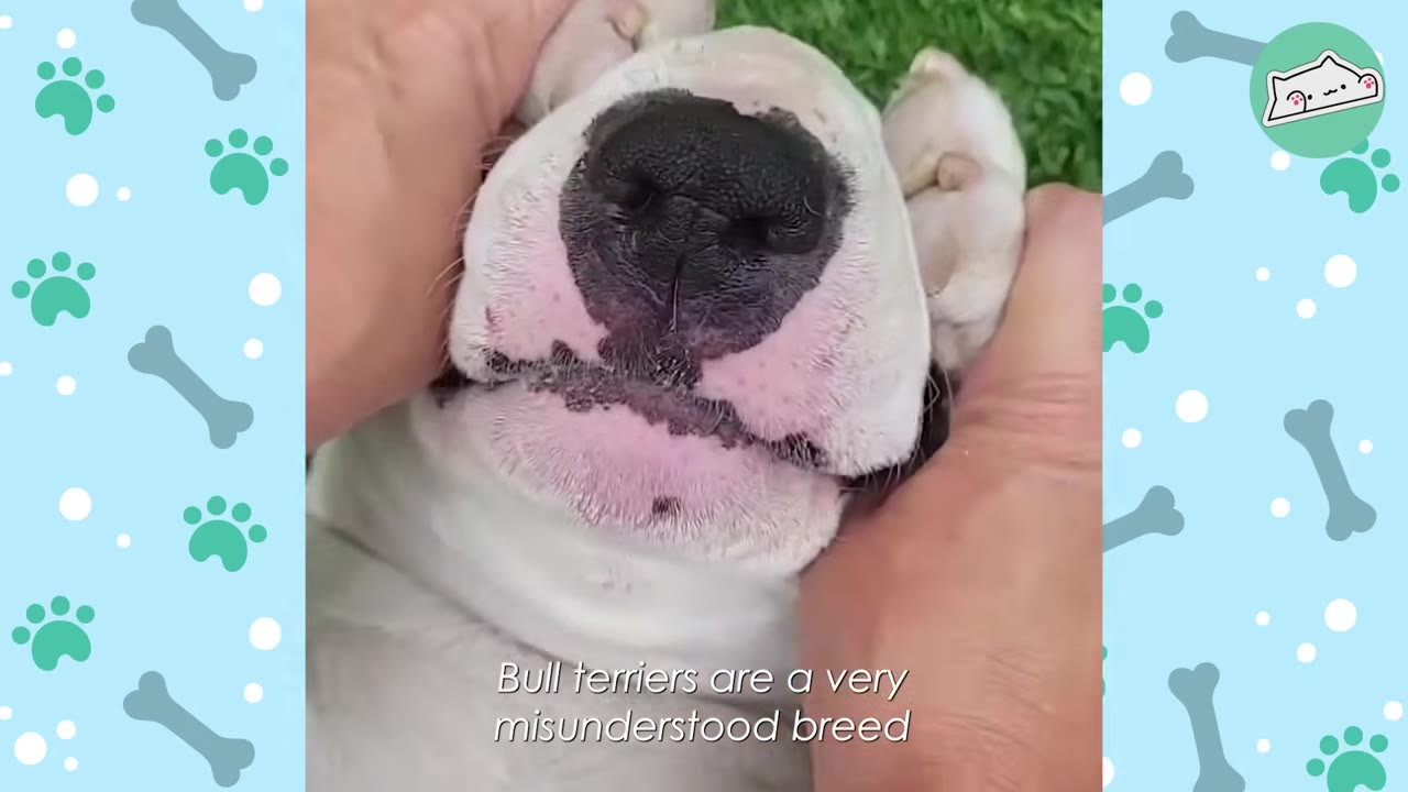 A close-up shot of a white bull terrier's face being gently cradled by two hands, with text on the screen reading 'Bull terriers are a very misunderstood breed'.