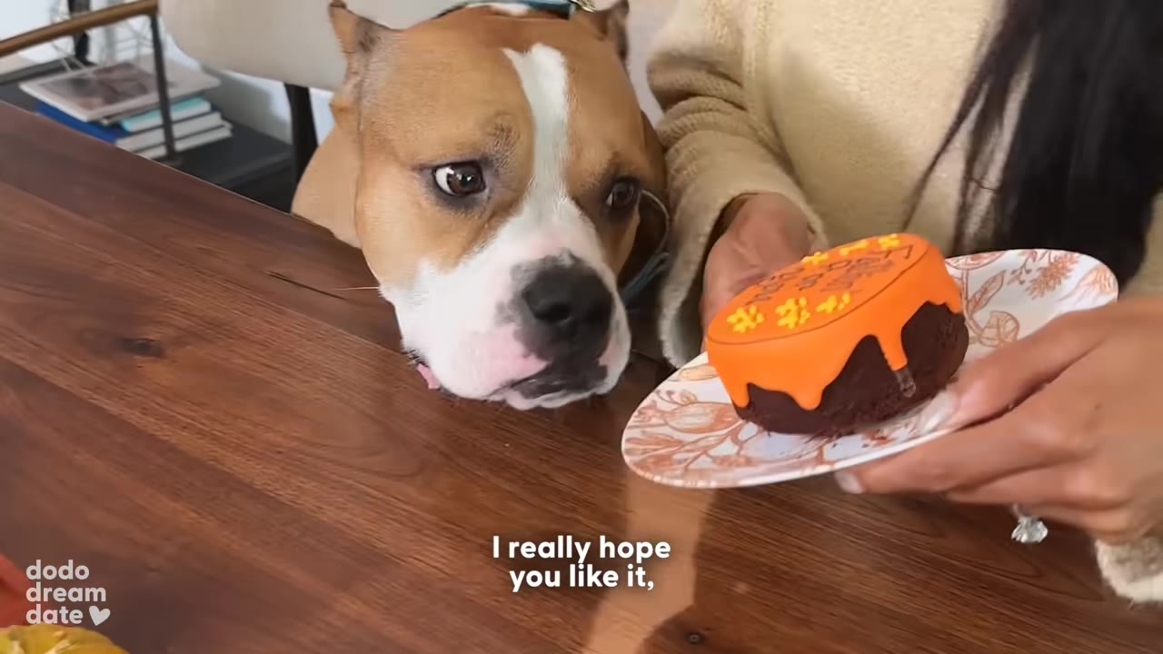 A brown and white dog looks intently at a small cake with orange frosting held by a woman.