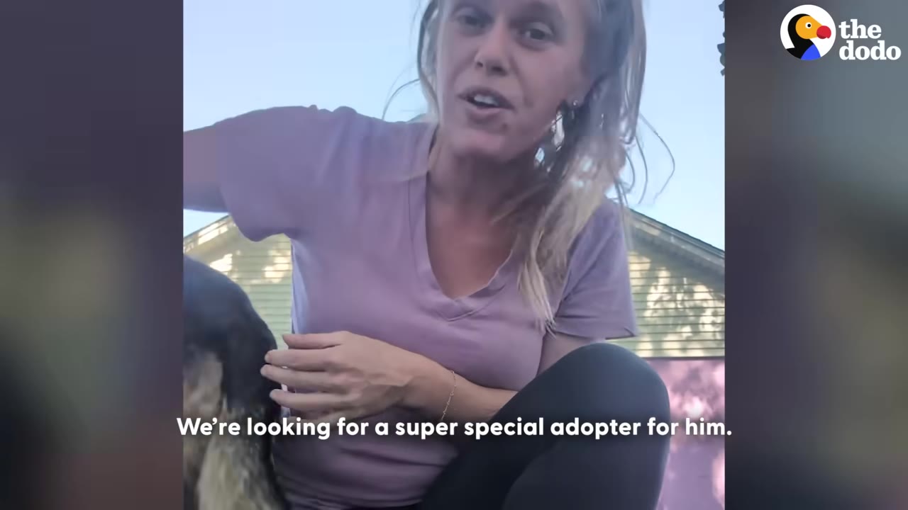 A woman in a purple t-shirt kneels outside and pets a dog, with text on screen reading, 'We're looking for a super special adopter for him.'