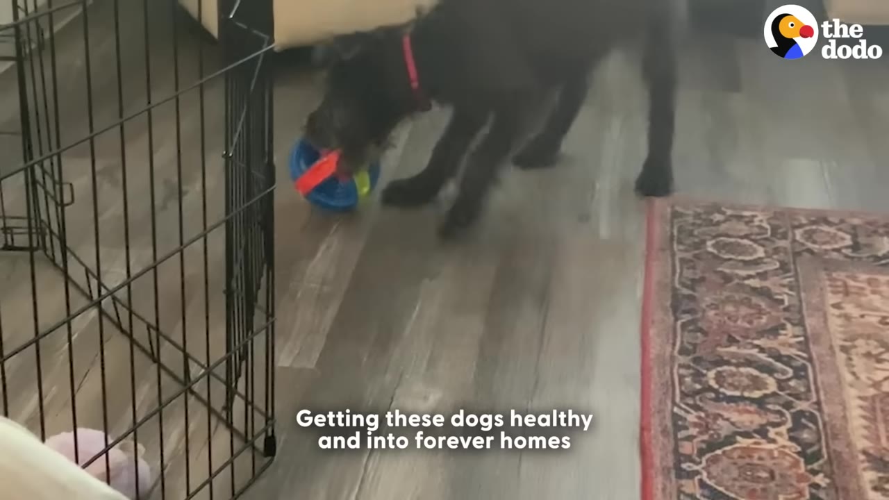 A black dog wearing a red collar plays with a colorful toy on a wooden floor inside a home.