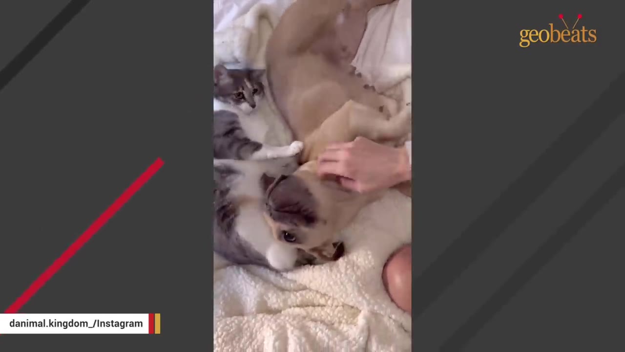 A light brown dog lies on its back on a white blanket, playfully wriggling while being petted by a hand, with a grey and white cat sitting close by.