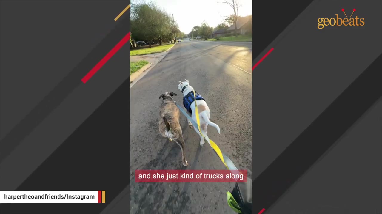 Two dogs, one brindle and one white with a blue harness, being walked on leashes down a paved street.