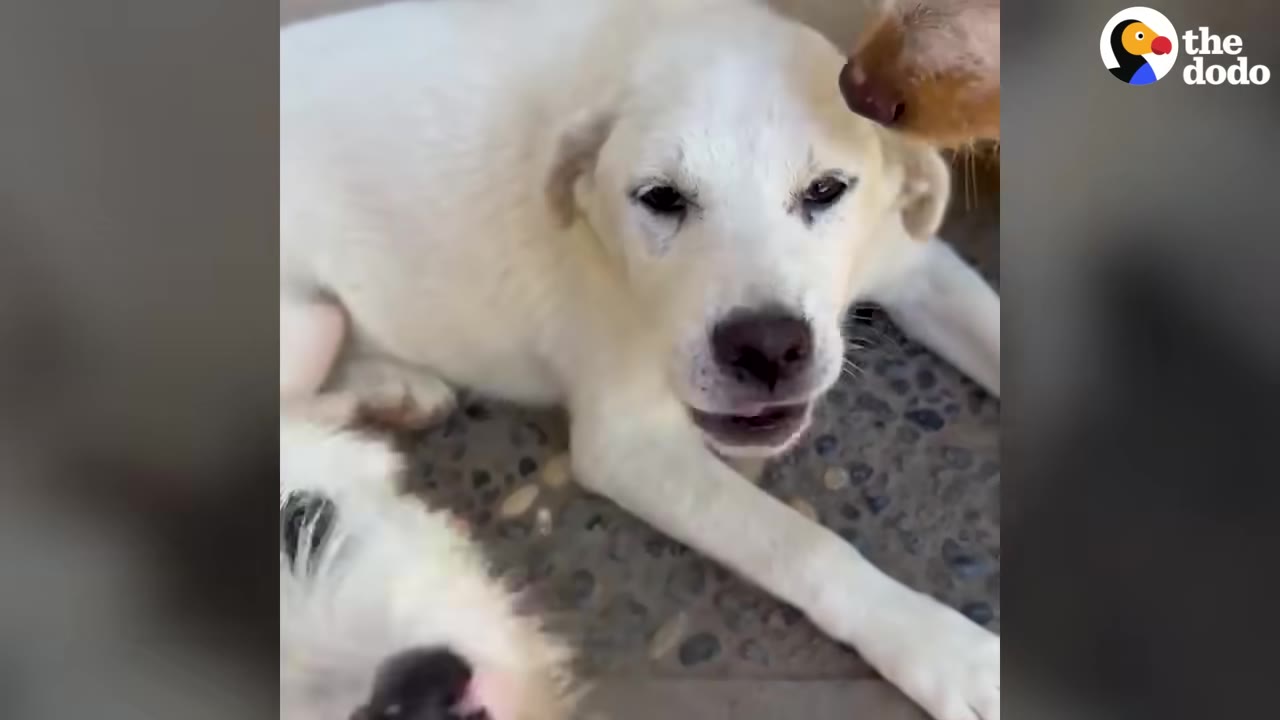 A close-up of a light-colored dog lying down on a stone floor, with another dog's nose gently touching its head.