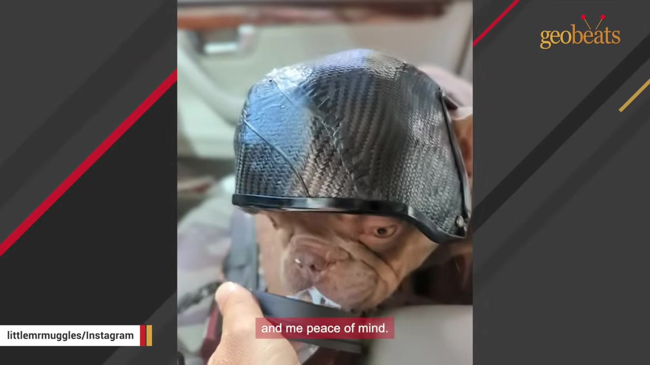 A close-up of a small brown dog wearing a custom black carbon-fiber helmet.