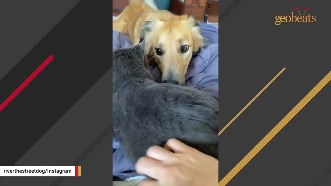 A golden dog looks on with wide eyes as a hand pets a grey cat in the foreground.