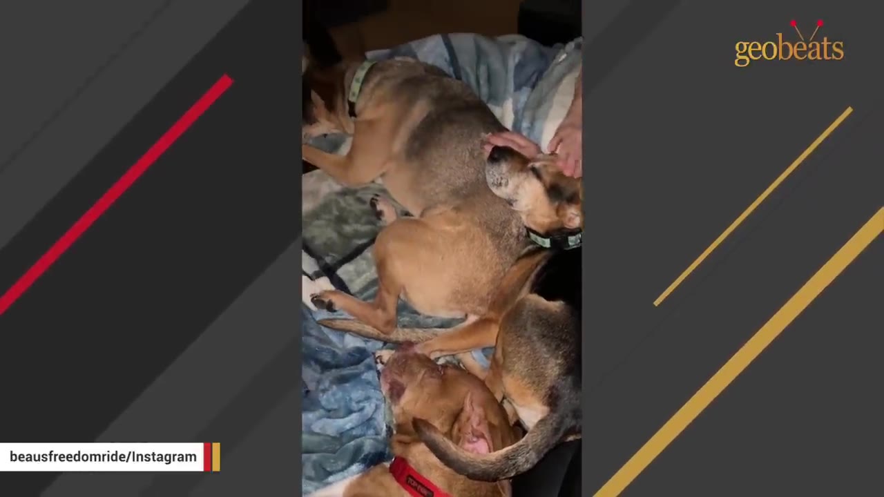A brown dog lies on a blanket while being gently petted, with other dogs resting nearby.