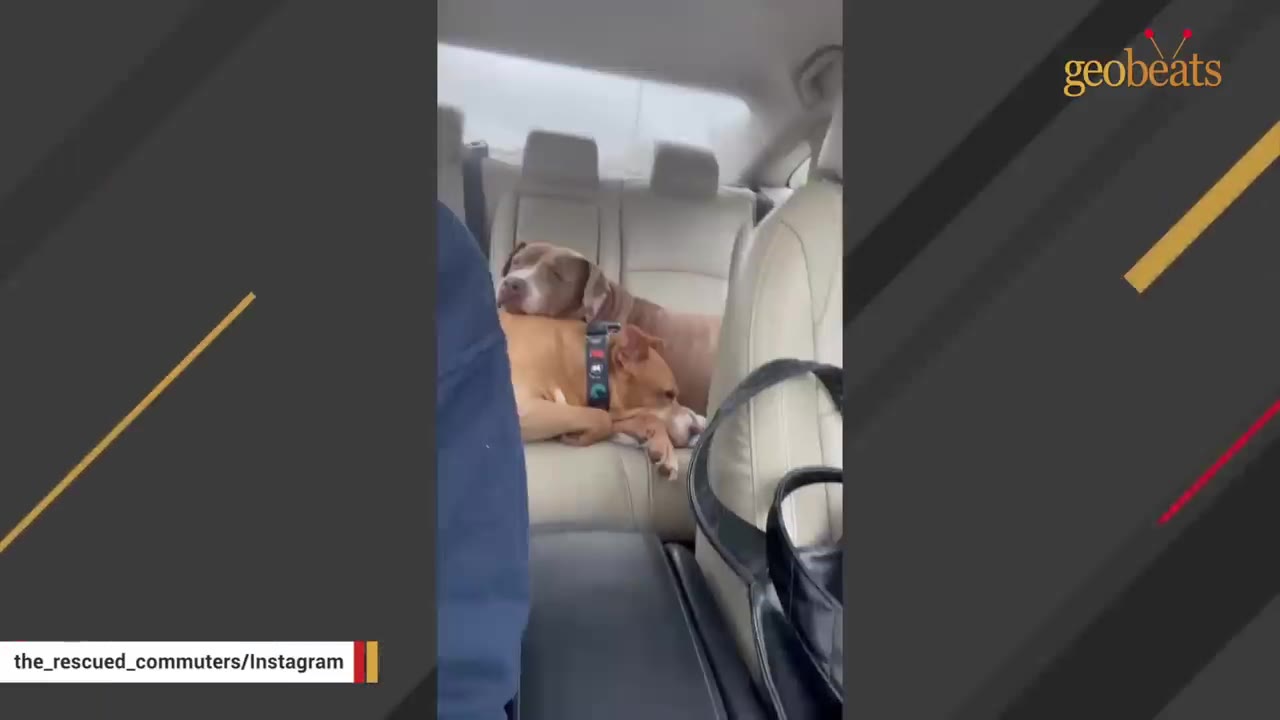 Two dogs resting together in the back seat of a car, with one dog resting its head on the other's back.
