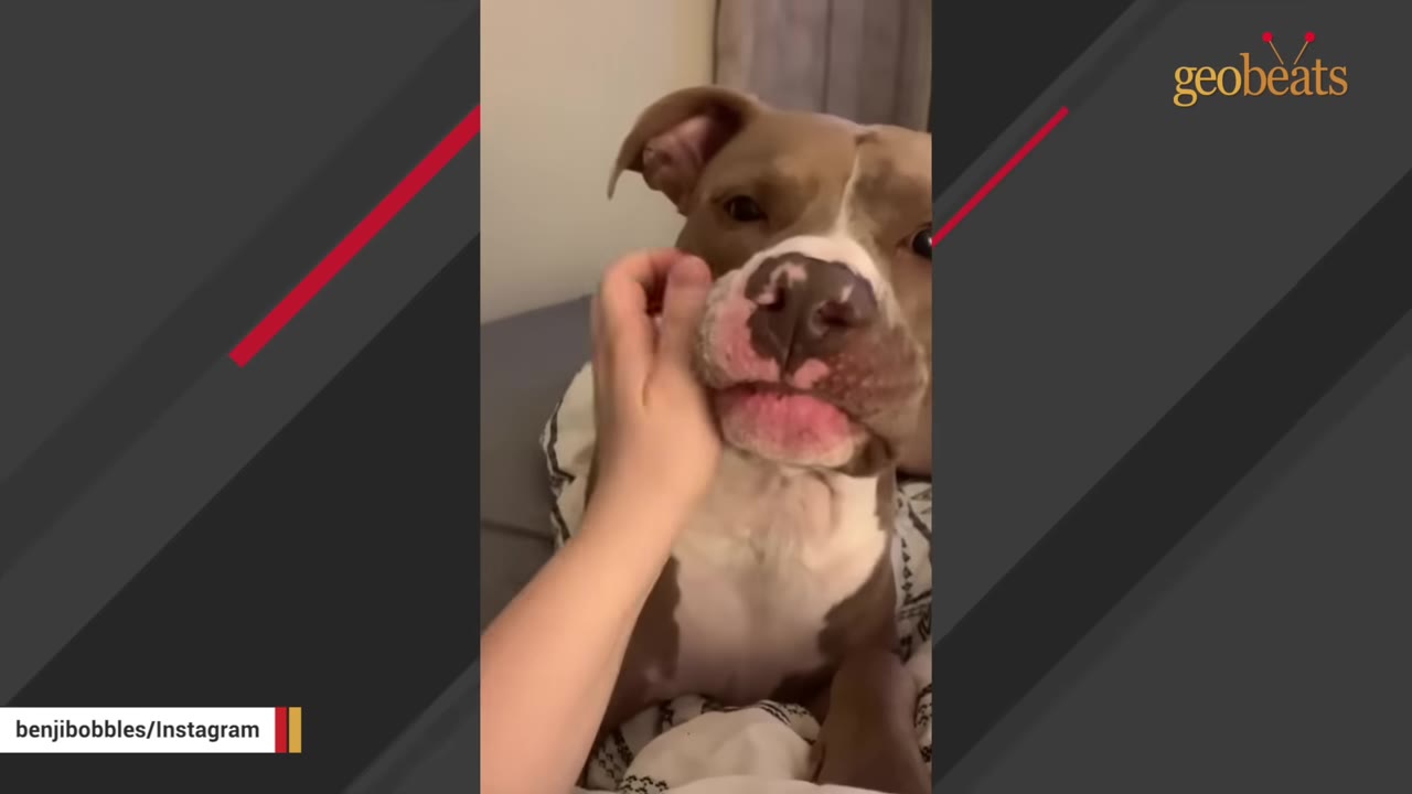 A close-up shot of a brown and white dog being gently caressed on the cheek by a person's hand.