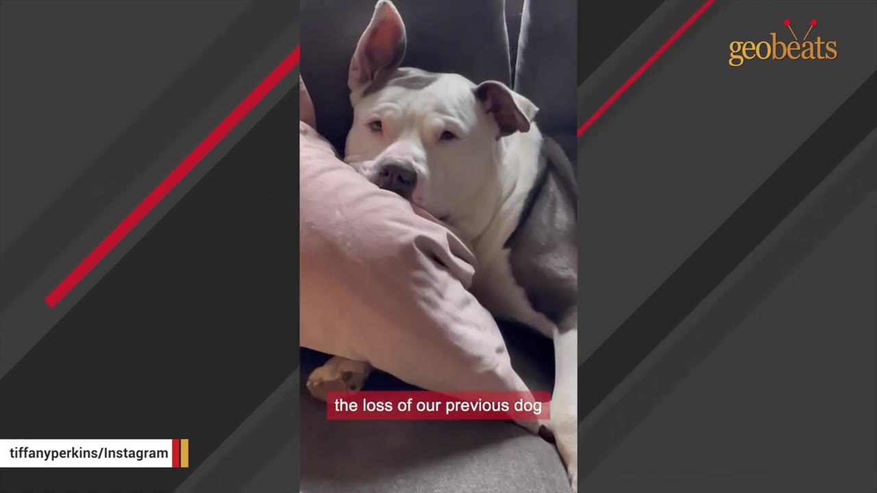 A white and grey dog resting its head on a pink pillow next to a person on a couch.