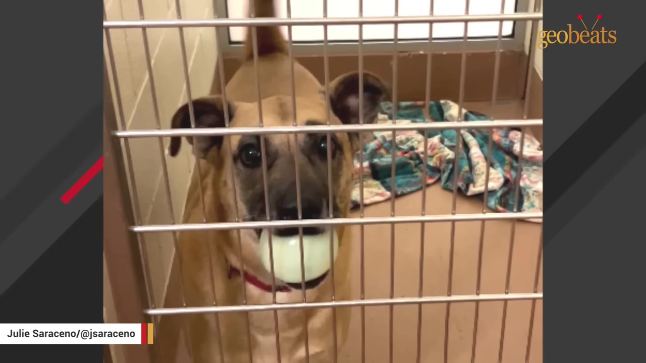 A tan and black dog stands behind the metal bars of a shelter kennel, holding a light-colored ball in its mouth.