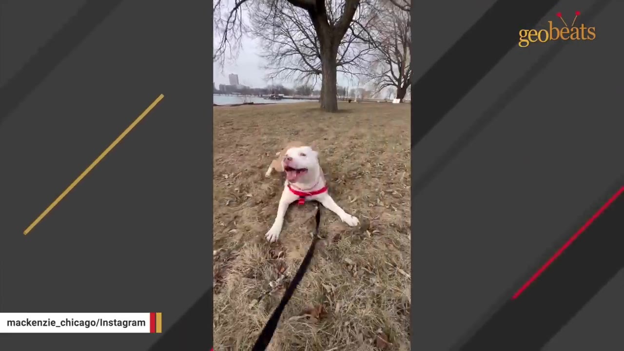 A tan and white dog wearing a red harness lies on dry grass in a park with trees and water in the background.