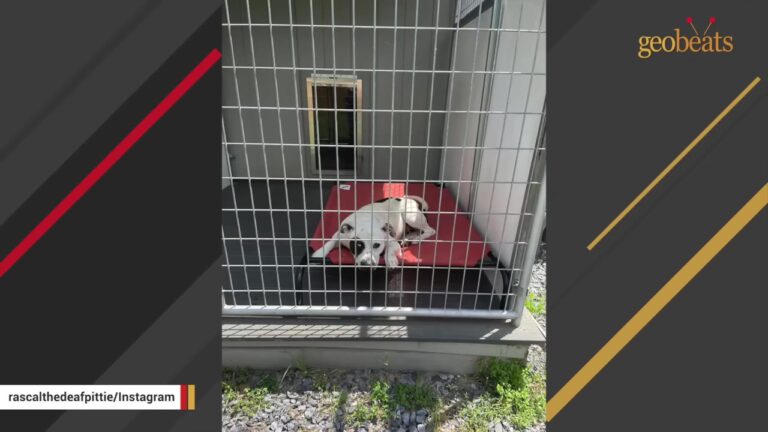California Dog Lights Up In The Kiddie Pool, Then Returns To The Kennel He Has Known For Two Years
