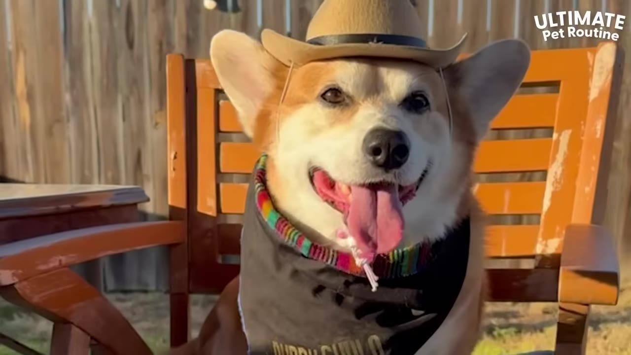 A fluffy Pembroke Welsh Corgi wearing a miniature brown cowboy hat and a black bandana sits on a wooden chair outdoors, smiling with its tongue out.