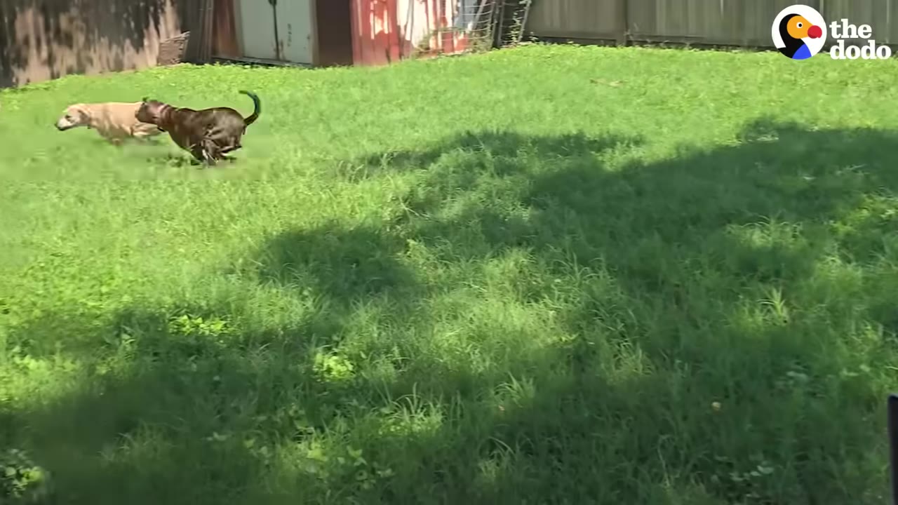 A dark brown dog and a light tan dog running together across a grassy backyard.