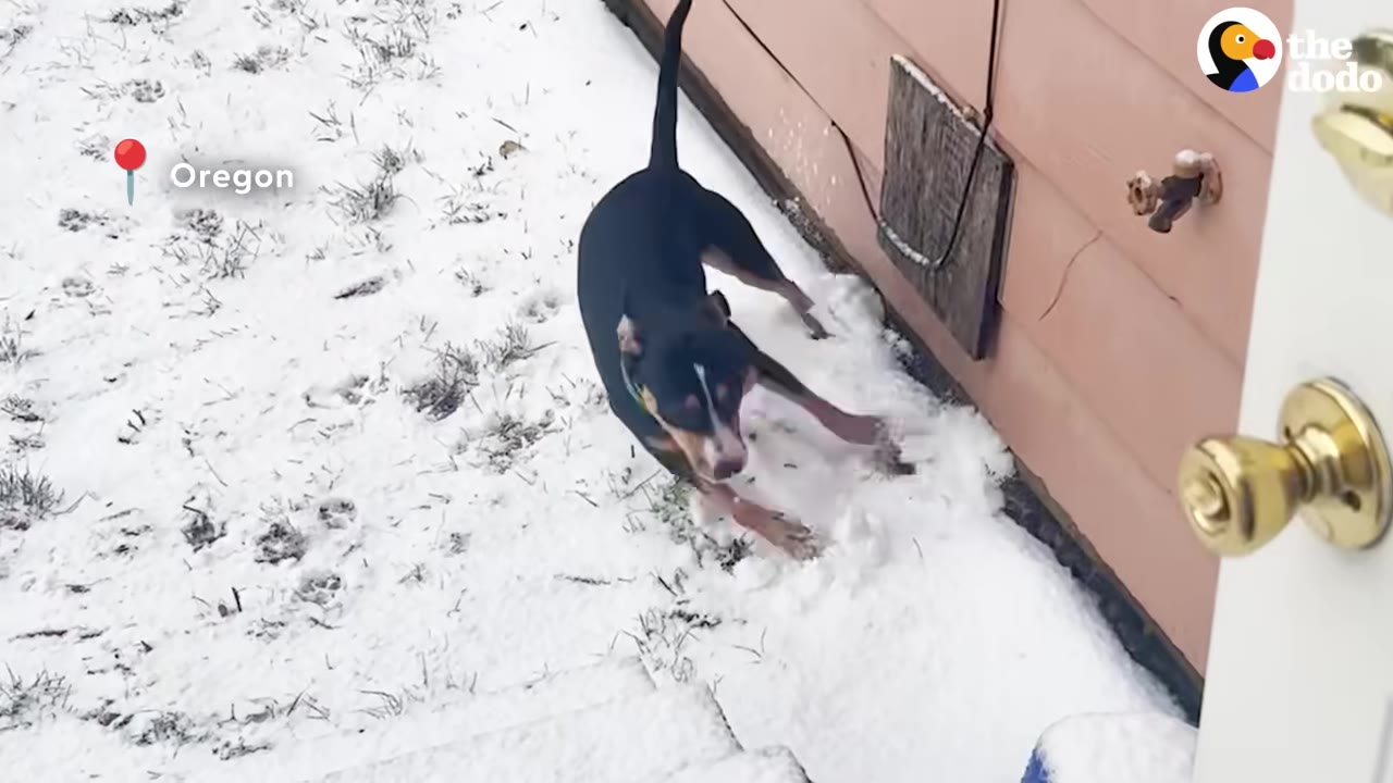 A black and tan dog playfully pounces in a light dusting of snow next to a house.