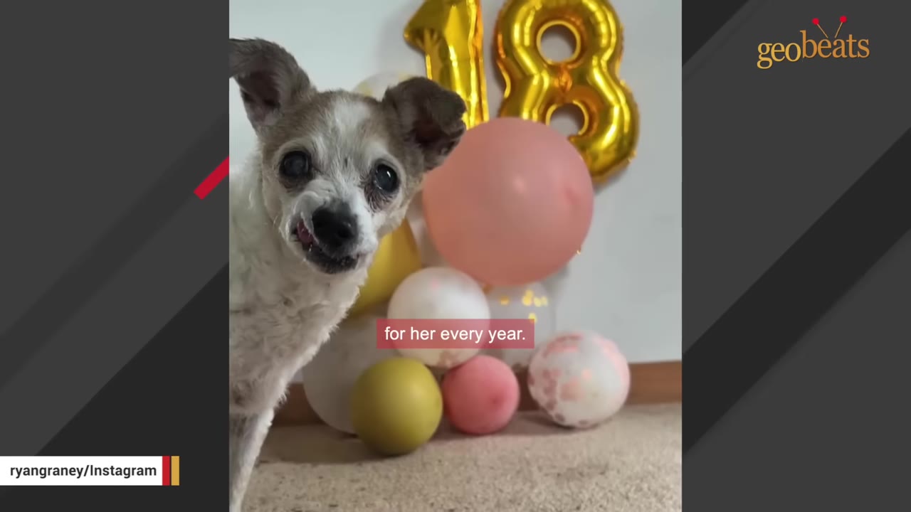 A small, senior dog stands in front of colorful balloons and a gold foil balloon shaped like the number 18.