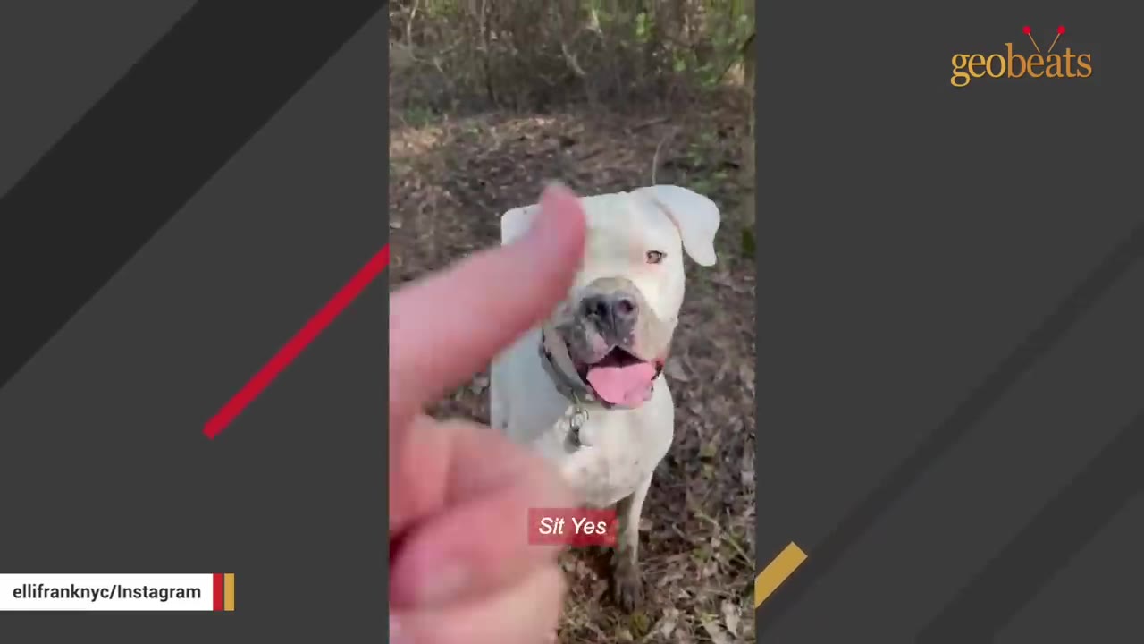 A white dog looking attentively at a hand giving a thumbs-up sign in a wooded area, with a caption reading 'Sit Yes'.