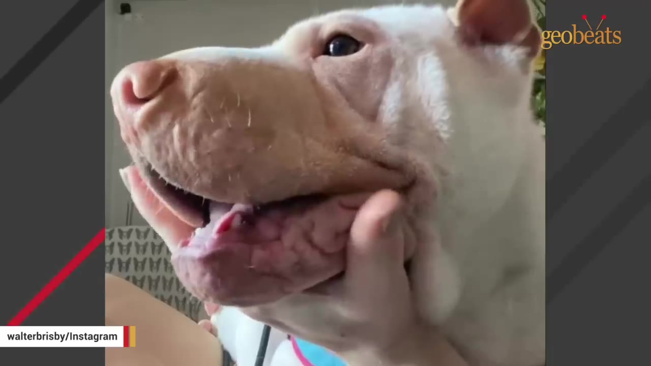 A close-up of a white, wrinkly dog with its mouth open as a person gently cradles its chin.