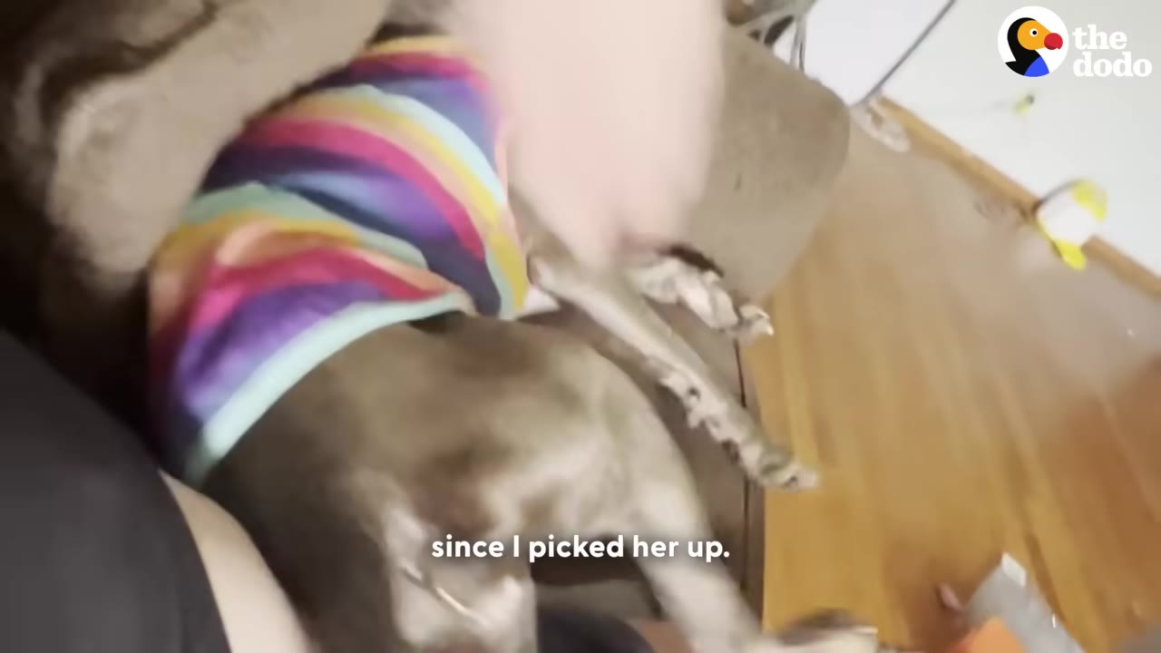A dog wearing a colorful rainbow-striped shirt lies on a brown couch.