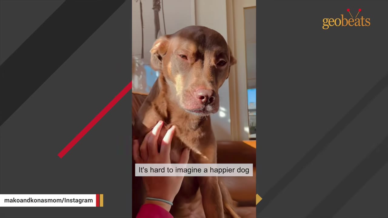 A brown dog sits contentedly on a leather couch while a person's hand gently pets its chest.