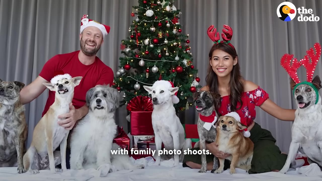 A smiling man and woman pose in front of a decorated Christmas tree with six dogs, some wearing Santa hats and reindeer antlers.