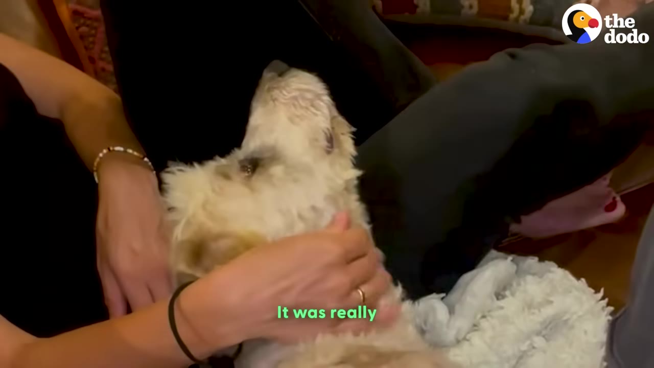 A close-up shot of a small, scruffy white dog being gently petted on its head and neck by a person's hands.