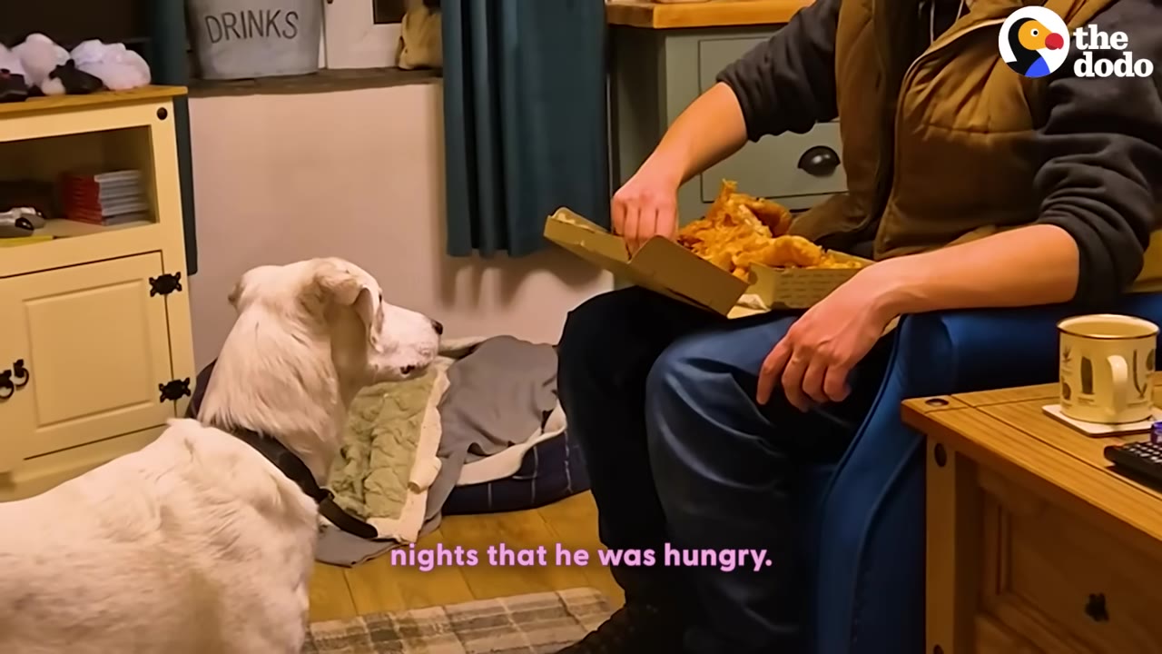 A white dog looks up at a man sitting in a chair holding a box of food, with a subtitle reading 'nights that he was hungry.'