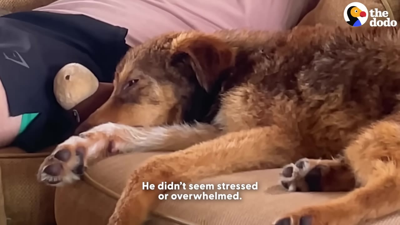 A fluffy brown and tan dog lies calmly on a couch, resting its head on its paw.