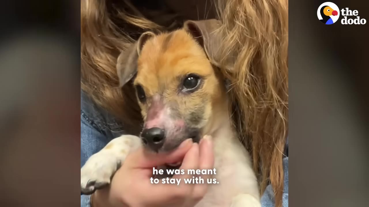 A small brown and white puppy is held close by a person with long brown hair, looking directly at the camera while a hand gently touches its chin.